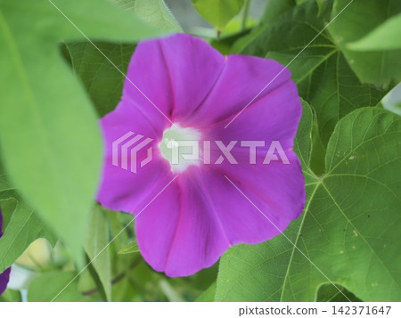 牽牛花在晨光中閃閃發光。 牽牛花在晨光中閃閃發光。 142371647