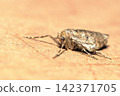 A type of winter moth (female, adult) 142371705