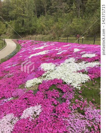 景觀與苔蘚櫻花 142371715