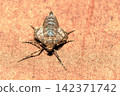A type of winter moth (female, adult) 142371742
