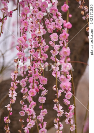 垂枝梅花預示著春天的到來。 垂枝梅花預示著春天的到來。 142371826