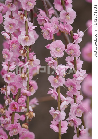 Weeping plum blossoms herald the arrival of spring. Weeping plum blossoms herald the arrival of spring. 142371832