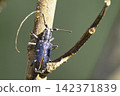 Dead yellow-spotted longhorn beetle in winter 142371839