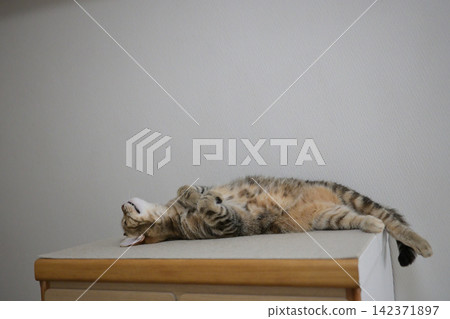 Relaxed expression of a napping cat Relaxed expression of a napping cat 142371897