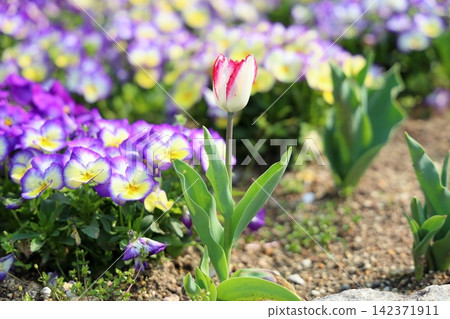 Spring tulip flowers Spring tulip flowers 142371911