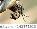 Dead yellow-spotted longhorn beetle in winter 142371913