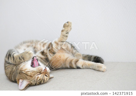 Relaxed expression of a napping cat Relaxed expression of a napping cat 142371915