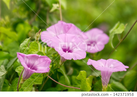 開花在領域的桃紅色花 開花在領域的桃紅色花 142371958