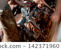 Dead yellow-spotted longhorn beetle in winter 142371960