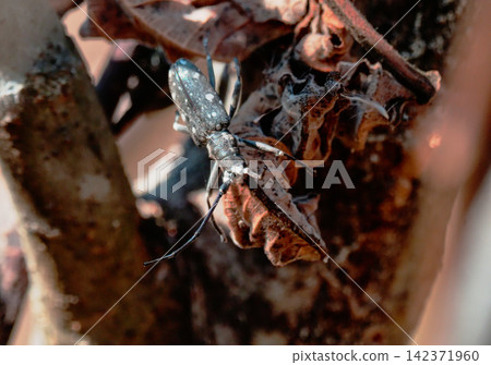 Dead yellow-spotted longhorn beetle in winter Dead yellow-spotted longhorn beetle in winter 142371960
