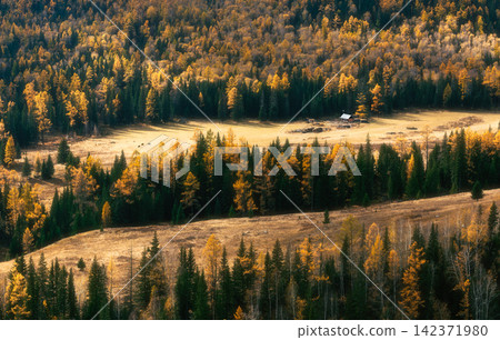 Autumn Forest Valley with Golden Trees and Rustic Meadow Cabin Autumn Forest Valley with Golden Trees and Rustic Meadow Cabin 142371980