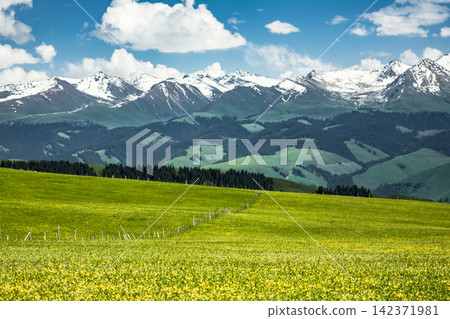 Alpine Mountain Landscape with Green Meadow and Snowy Peaks Alpine Mountain Landscape with Green Meadow and Snowy Peaks 142371981