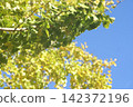 Ginkgo leaves and autumn leaves in a beautiful gradient against a blue sky. 142372196
