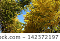 Golden ginkgo trees line the street under a clear autumn sky. 142372197