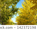 Ginkgo trees changing from green to yellow against a blue sky 142372198