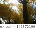 A beautiful scene of ginkgo trees bathed in sunlight. 142372199