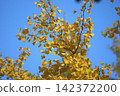 The clear blue sky and the branches of the ginkgo tree are ablaze with yellow. 142372200