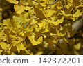 A close-up of a ginkgo leaf that has turned a vibrant yellow. 142372201