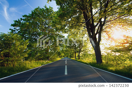 Scenic Forest Road Through Green Trees in Summer Sunlight 142372230