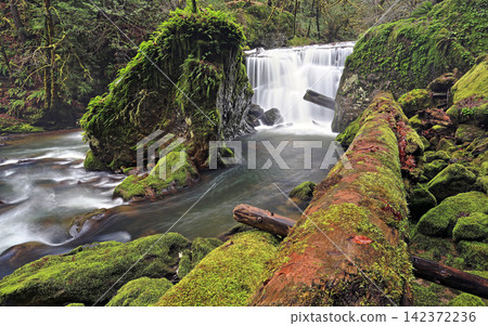 Waterfall in Mossy Rainforest with Flowing River and Ferns Waterfall in Mossy Rainforest with Flowing River and Ferns 142372236
