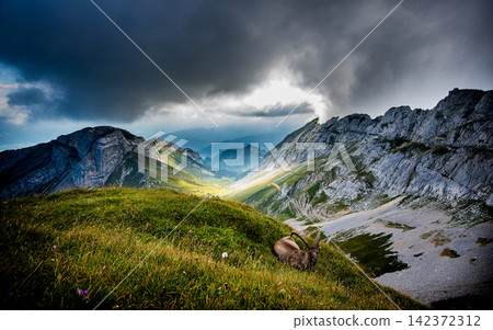Dramatic Alpine Mountain Valley with Storm Clouds and Ibex Dramatic Alpine Mountain Valley with Storm Clouds and Ibex 142372312