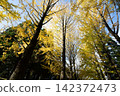 Ginkgo bunches 142372473
