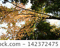 Autumn forest 142372475