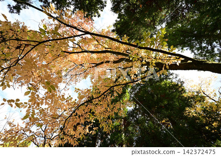Autumn forest 142372475
