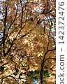 Autumn forest 142372476
