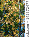 Autumn forest 142372477