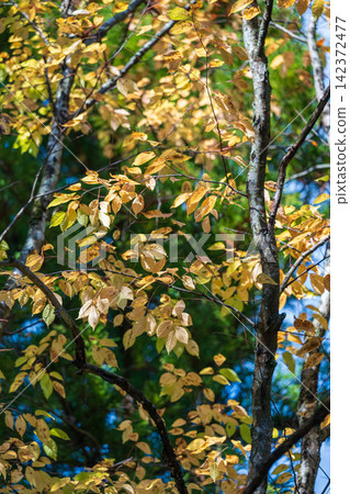 Autumn forest Autumn forest 142372477