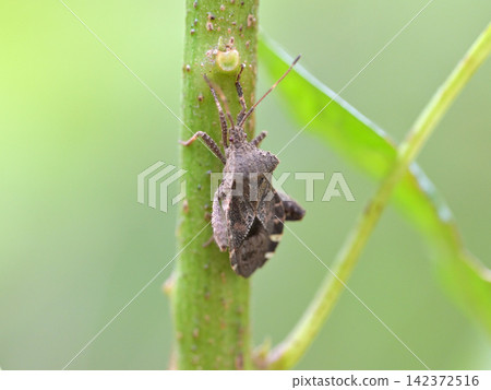 A type of stink bug perched on a green stem. A type of stink bug perched on a green stem. 142372516