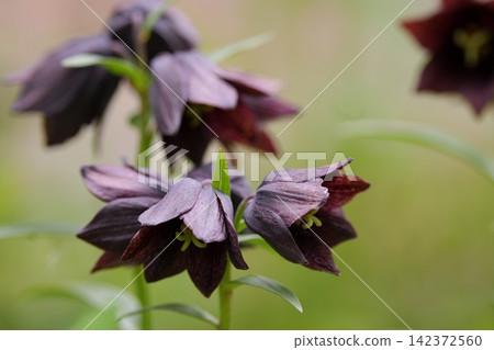 盛開的黑色百合花真美。 盛開的黑色百合花真美。 142372560