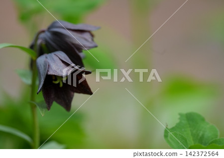 The lovely black lily in bloom The lovely black lily in bloom 142372564