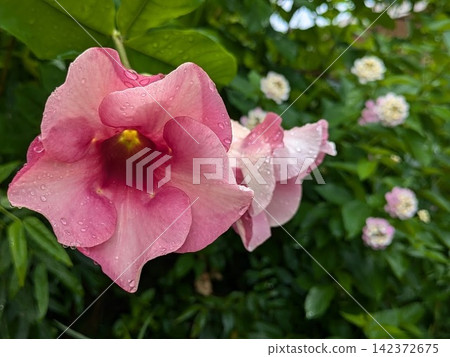 Okinawa, Miyako Island | Flowers wet with rain and dew - Allamanda - Okinawa, Miyako Island | Flowers wet with rain and dew - Allamanda - 142372675