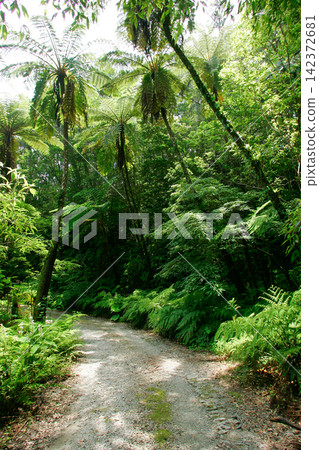 Tree ferns in the primeval forest of Kinsakubaru, Amami Oshima Tree ferns in the primeval forest of Kinsakubaru, Amami Oshima 142372681