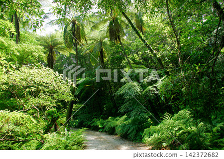 Tree ferns in the primeval forest of Kinsakubaru, Amami Oshima Tree ferns in the primeval forest of Kinsakubaru, Amami Oshima 142372682