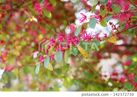 鮮豔的紅花 鮮豔的紅花 142372730