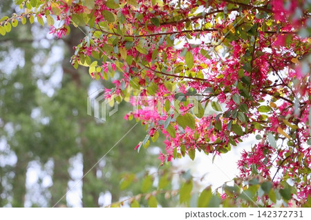 鮮豔的紅花 鮮豔的紅花 142372731