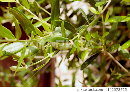 Sphinx moth larvae that feed on olive leaves Sphinx moth larvae that feed on olive leaves 142372755