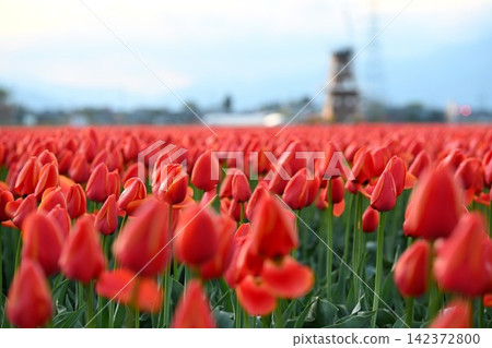 A morning scene of tulip fields and windmills (Gosen City, Niigata Prefecture) 142372800