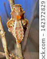 Pupa of musk 142372829