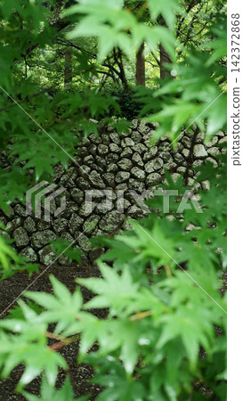 長滿苔蘚的石牆 長滿苔蘚的石牆 142372868