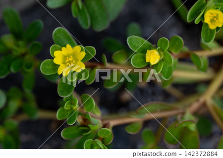 Yellow flowers of purslane growing by the roadside 142372884