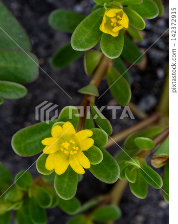 路邊盛開的馬齒莧黃花 142372915