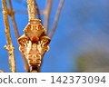 Pupa of musk 142373094