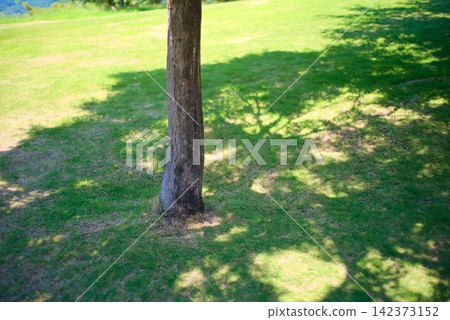 鬱鬱蔥蔥的公園自然景觀，捕捉了高大樹木的樹幹以及它們在草坪上投下的樹蔭。 142373152