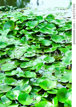 Water lilies in the early summer season, a green landscape. Water lilies in the early summer season, a green landscape. 142373162
