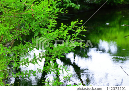 A stream by the water in midsummer A stream by the water in midsummer 142373201