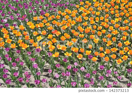 Tulip fields adorning Niigata Furusato Village (Niigata City, Niigata Prefecture) Tulip fields adorning Niigata Furusato Village (Niigata City, Niigata Prefecture) 142373213
